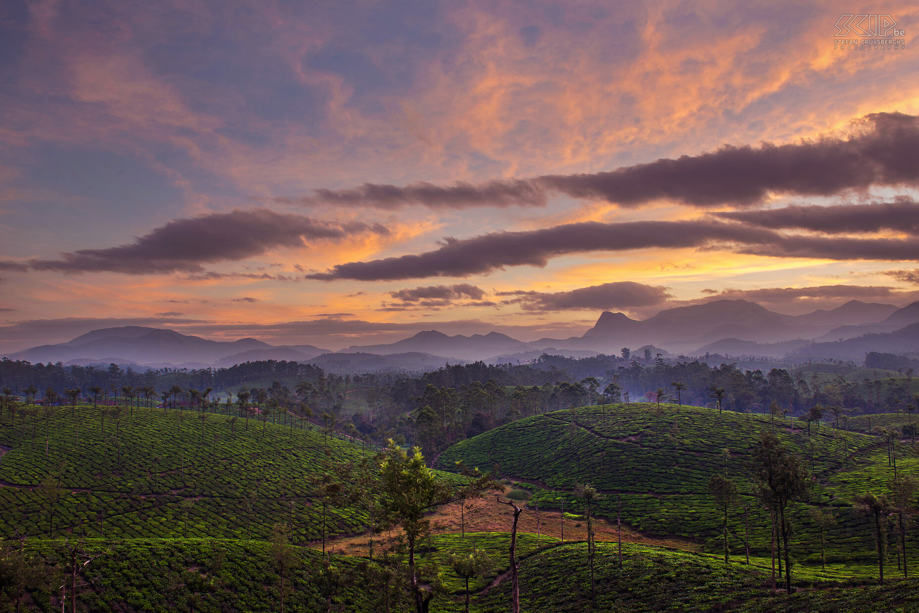 Valparai - Zonsopgang theevelden Zonsopgang tussen de gloeiende theevelden in Valparai, één van de mooiste 'hill stations'. Het bevindt zich op 1100m hoogte in de Anaimalai heuvels van het West Ghats gebergte in de deelstaat Tamil Nadu in het zuiden van India. Stefan Cruysberghs